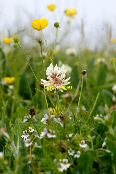 Photo 6"x4" White Clover (Trifolium repens), Skaw, Unst Kirkaton c2017