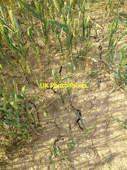 Photo 6"x4" Drought evidence in a field near Stathern Stathern c2017