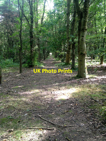 Photo 6"x4" Small mixed woodland near Stathern Stathern c2017