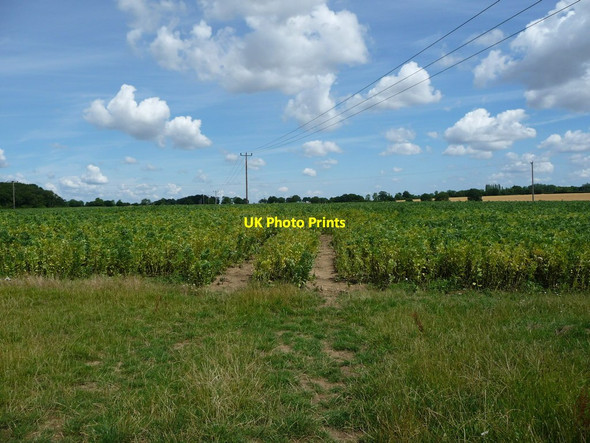 Photo 6"x4" Arable field, east of Hillwatering Farm West Street\/TL9870 c2017