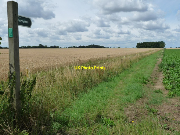 Photo 6"x4" Public footpath heading west to Cromwell's Plantation Little Green\/TM0671 c2017