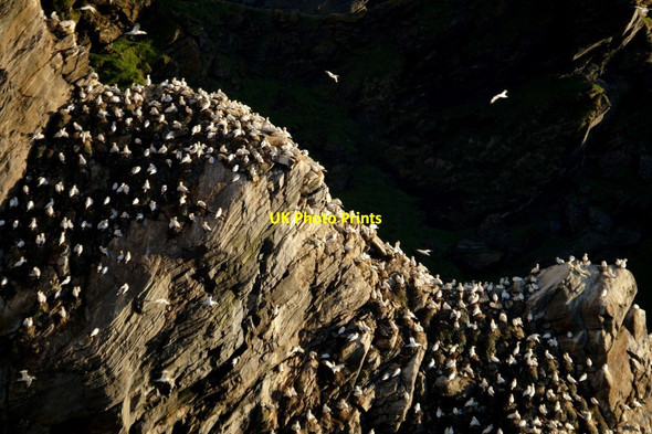 Photo 6"x4" Nesting gannets on Saito, Hermaness Burrafirth c2017