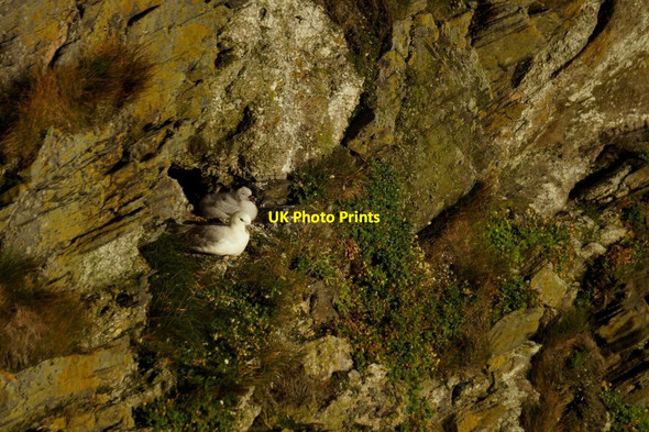 Photo 6"x4" Fulmar (Fulmarus glacialis) and chick, on the Neap, Hermaness Burrafirth c2017