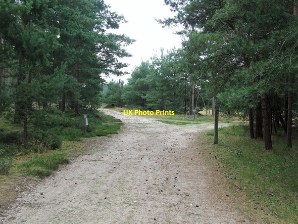 Photo 6"x4" Forest Tracks Brandon\/TL7886 c2017