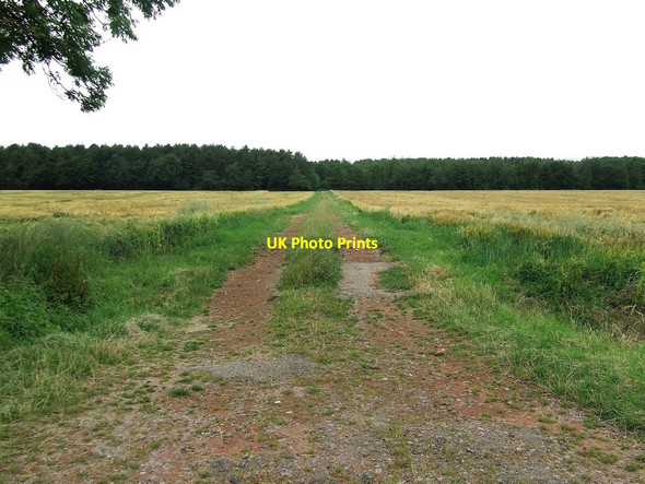 Photo 6"x4" Track To High Wood Bridge Green\/TL4636 c2017