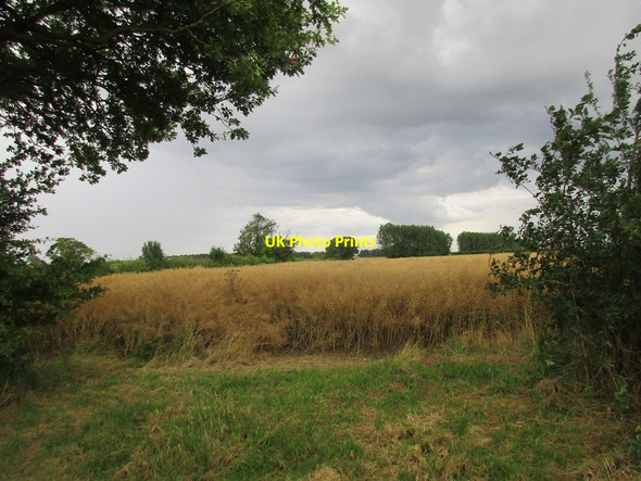 Photo 6"x4" Ripe oilseed rape under a threatening sky Arnold\/TA1241 c2017