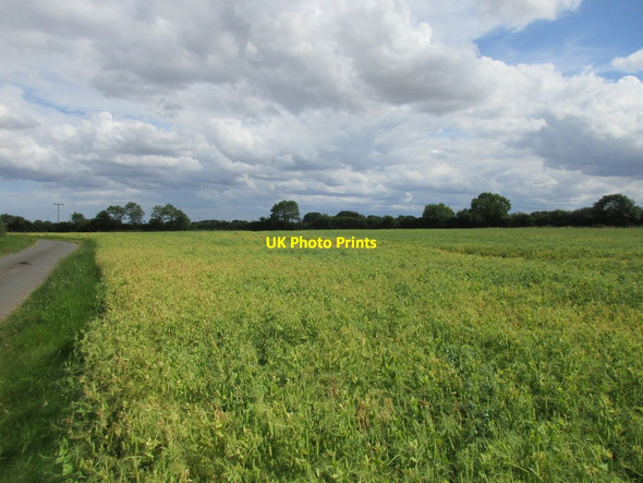 Photo 6"x4" Field of peas off Ellerby Road New Ellerby c2017