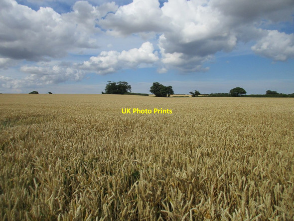 Photo 6"x4" Wheat field off Langthorpe Road New Ellerby c2017