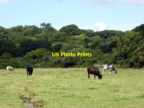 Photo 6"x4" Cattle grazing beside the A497 road Afon Wen\/SH4437 c2017