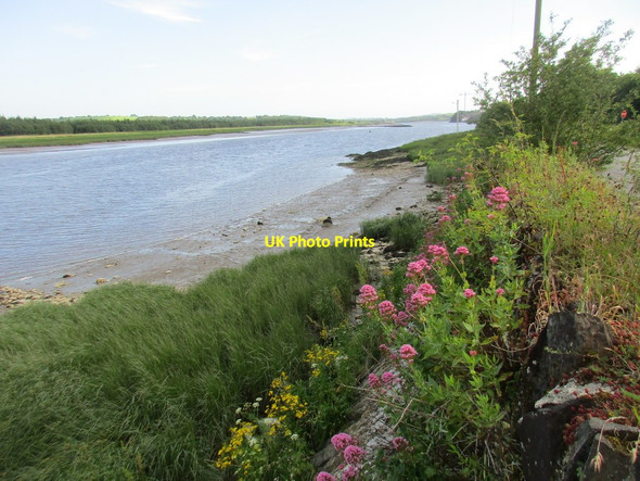 Photo 6"x4" Alongside the River Barrow Glenmore\/S6622 c2017