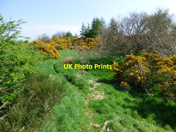 Photo 6"x4" Rough path at Lyle Hill Gourock c2016