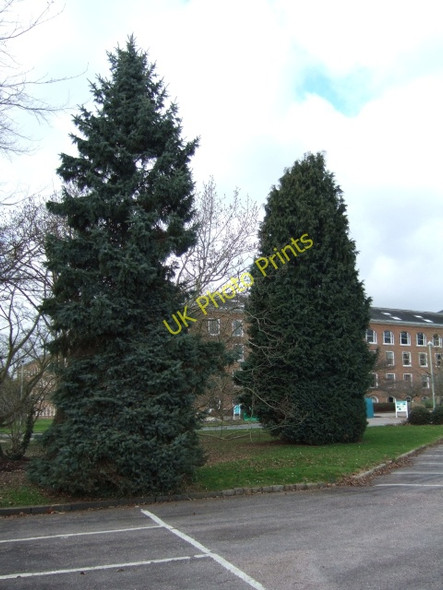 Photo 6"x4" Trees in County Hall grounds, Exeter Exeter c2009