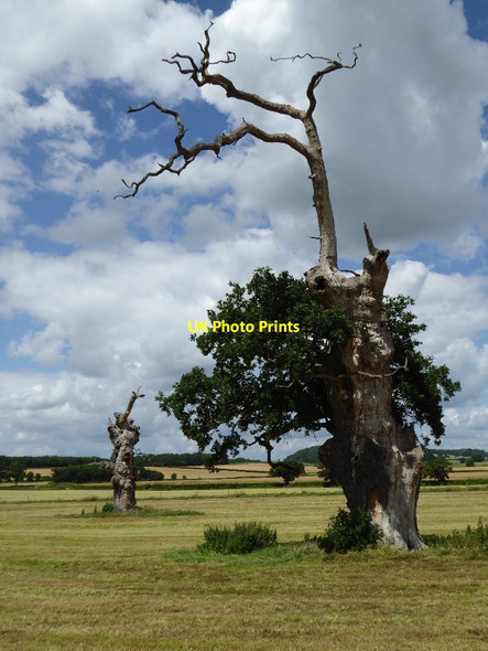Photo 6"x4" Old oak tree Tewkesbury c2016