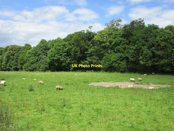 Photo 6"x4" Grazing land in the centre of Castlelyons Castlelyons c2016