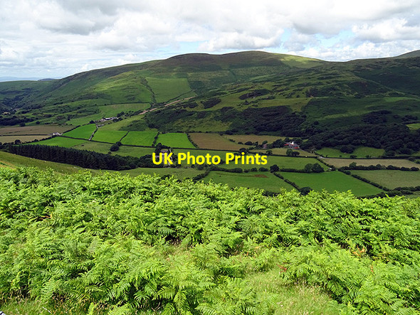 Photo 6"x4" Vegetation beside the Bwlch to Penhelig road Penhelig c2016
