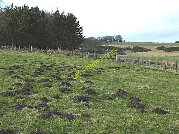 Photo 6"x4" Mole Alert! Denhead\/NJ9930 c2009