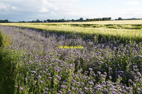 Photo 6"x4" Forage crop for bees, Moss Side Farm, Rufford Holmes\/SD4318 c2016