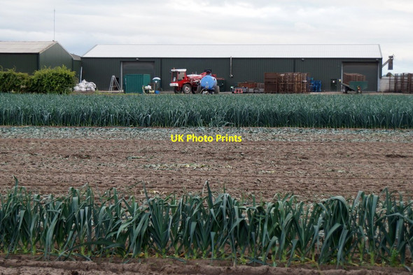 Photo 6"x4" Leeks growing on Homestead Farm, Holmeswood Holmeswood c2016