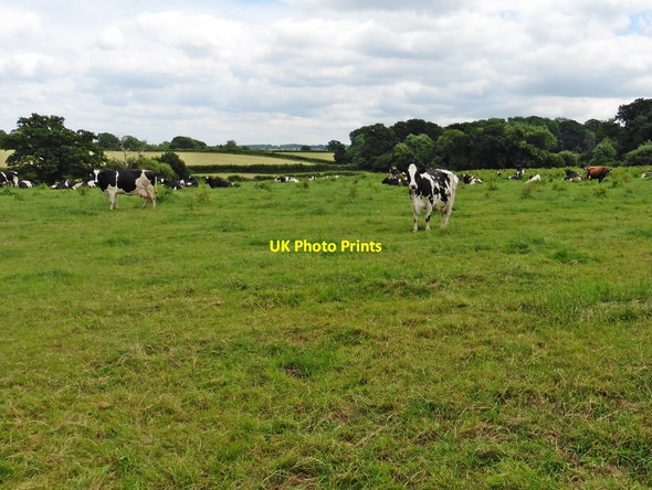 Photo 6"x4" Grazing cattle near Littlewood Copse Ilminster c2016