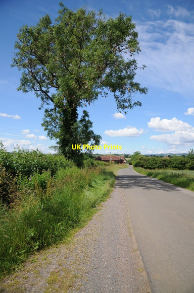 Photo 6"x4" Ash tree beside the road Honington\/SP2642 c2016
