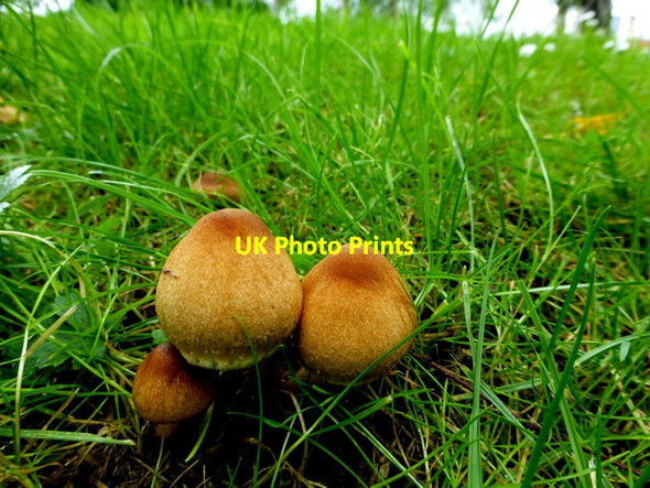 Photo 6"x4" Fungi, Omagh Omagh c2016