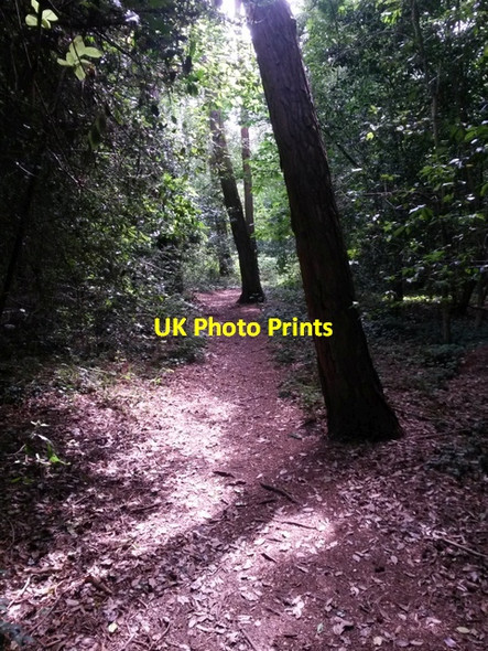 Photo 6"x4" Talbot Village: footpath N10 goes through the woods Ensbury Park c2016