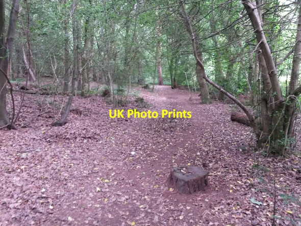 Photo 6"x4" Talbot Village: tree stump on footpath N37 Ensbury Park c2016