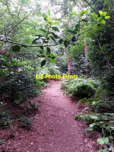 Photo 6"x4" Talbot Village: a holly sprig above footpath N37 Ensbury Park c2016