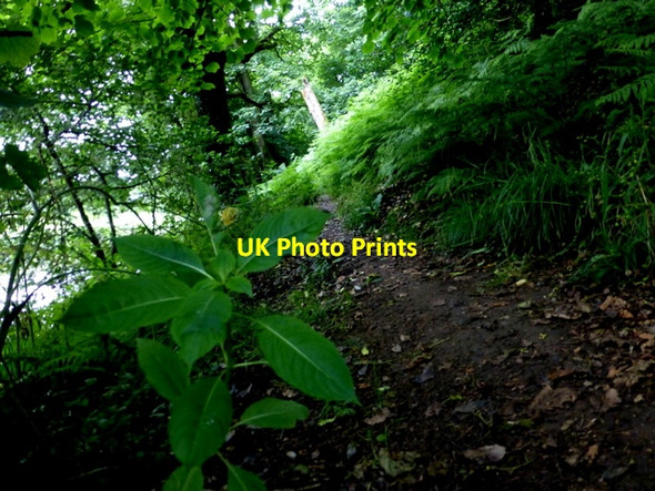 Photo 6"x4" Shaded track, Campsie Omagh c2016