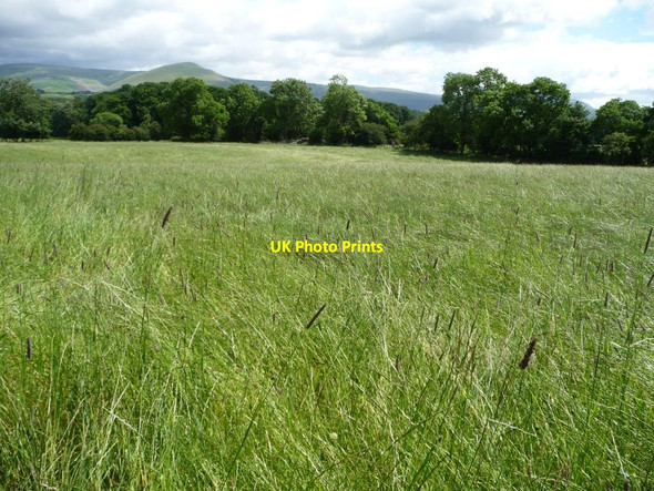 Photo 6"x4" Unmown meadow, north-east of Hungriggs Appleby-in-Westmorland c2016