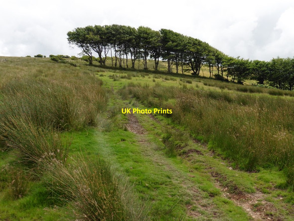 Photo 6"x4" Track towards Saddle Gate Swincombe c2016