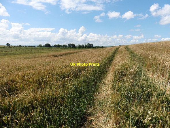 Photo 6"x4" Wheat field below Pendon Hill Stawell c2016