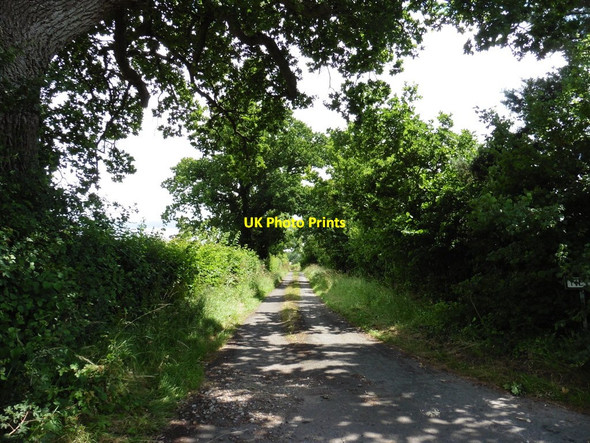 Photo 6"x4" Newlands Lane Moorlinch c2016