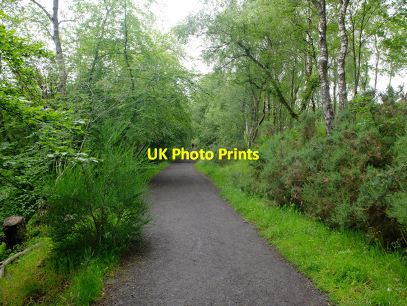 Photo 6"x4" West Highland Way at Mugdock Milngavie c2016