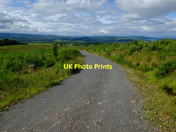 Photo 6"x4" West Highland Way in Garadhban Forest Buchanan Smithy c2016