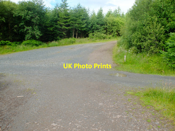 Photo 6"x4" Junction in Garadh Ban Wood Milton of Buchanan c2016