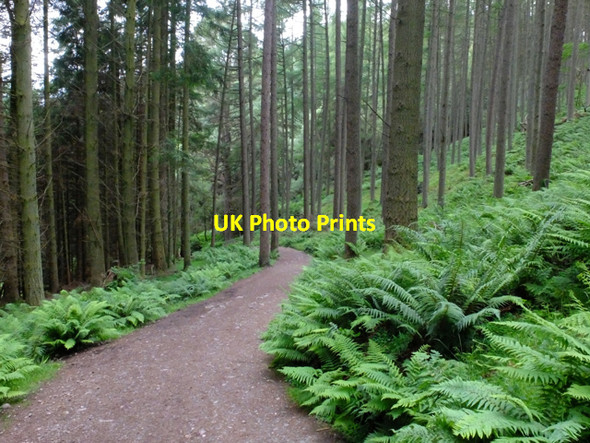 Photo 6"x4" West Highland Way in Balmaha Plantation Balmaha c2016