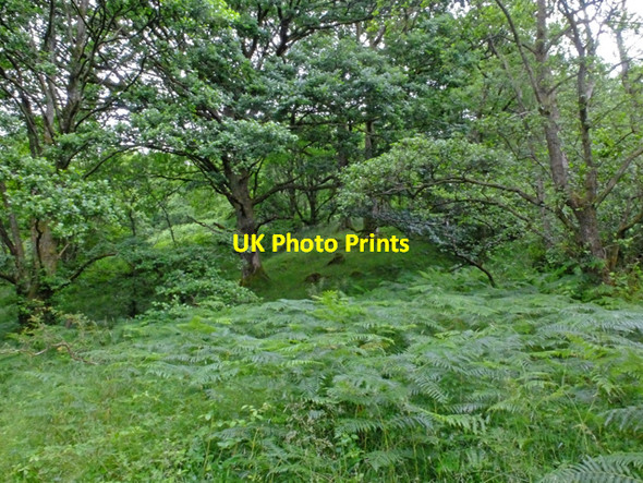 Photo 6"x4" Woodland by the West Highland Way Ardlui c2016
