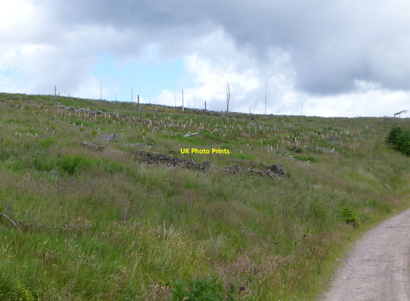 Photo 6"x4" Sheepfold beside forestry track Clennell c2016