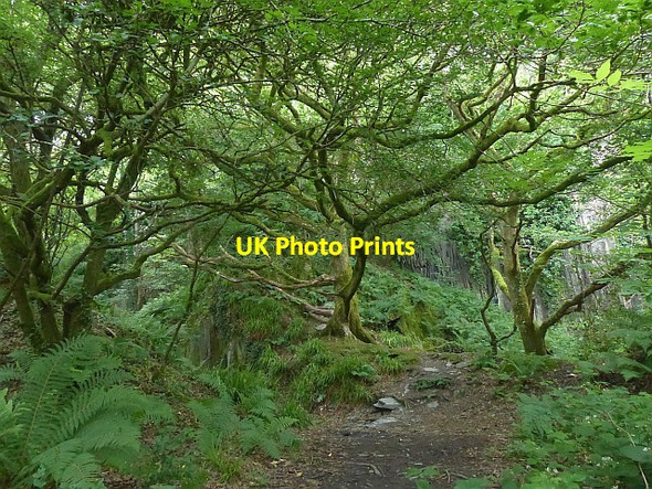 Photo 6"x4" Former slate quarry beside the River Teifi Bridgend\/SN1745 c2016