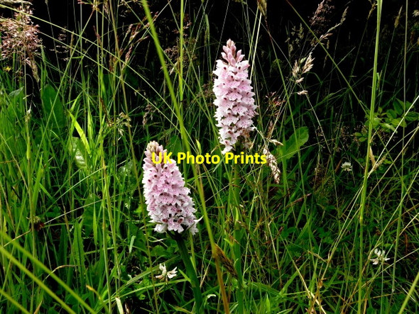 Photo 6"x4" Wild orchids, Faccary Mountfield\/H5378 c2016
