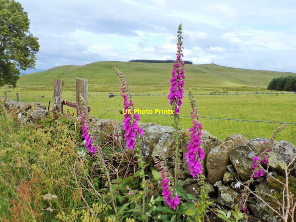 Photo 6"x4" Foxgloves on the Moniaive to Tynron road Kirkland\/NX8090 c2016