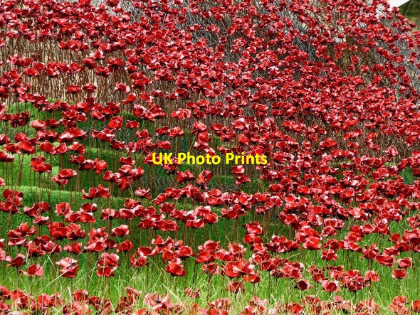 Photo 6"x4" Poppy Wave #2 at Lincoln Castle Lincoln c2016
