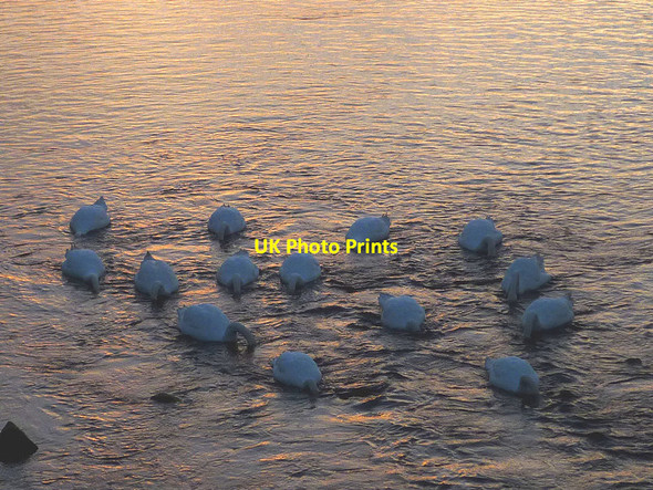 Photo 6"x4" Heads down at Conder Bridge Conder Green c2016