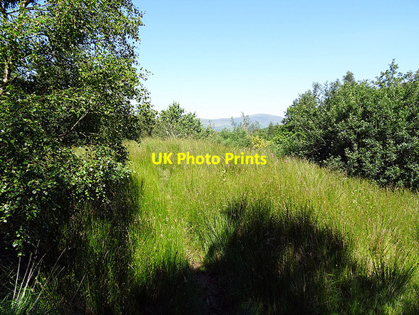Photo 6"x4" Path in Cwm Dynyn Glandyfi c2016