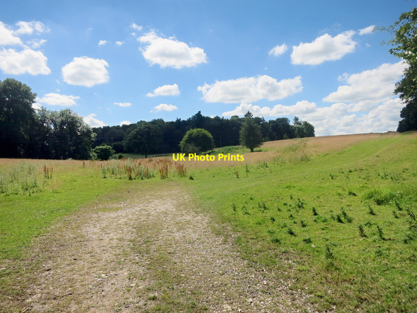 Photo 6"x4" Towards Totterdown Copse Anvilles c2016