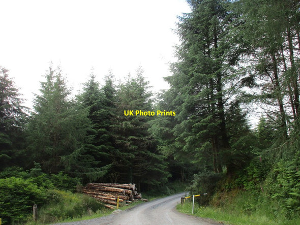 Photo 6"x4" Forest track Ballydesmond c2016