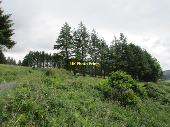 Photo 6"x4" Pines by the roadside Ballydesmond c2016
