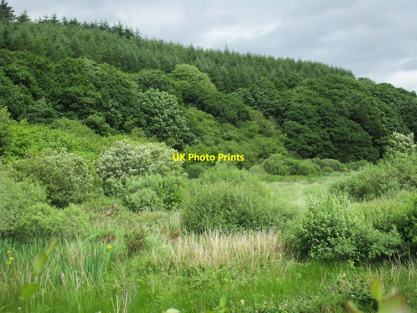 Photo 6"x4" Woodland by the River Breanagh Mountcollins c2016