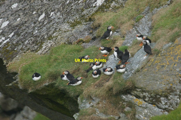 Photo 6"x4" Puffins (Fratercula arctica), Kame of Flouravoug, Hermaness Burrafirth c2016